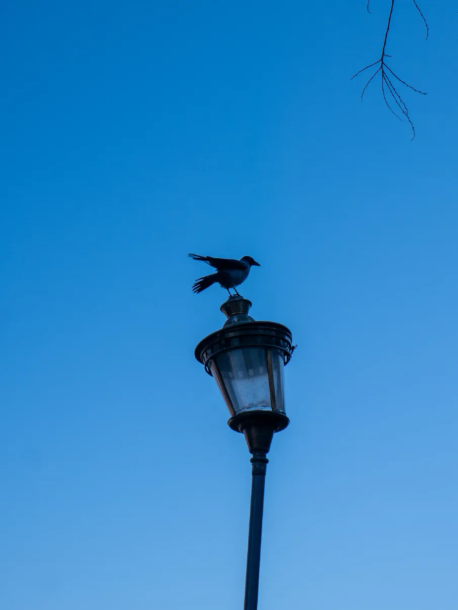 A bird is sitting on top of a lamp post